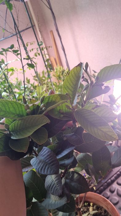 Гуава,лимоны,лимандарины,пепино