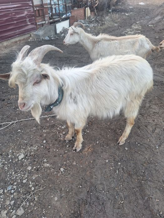 Козы казёл каза продам