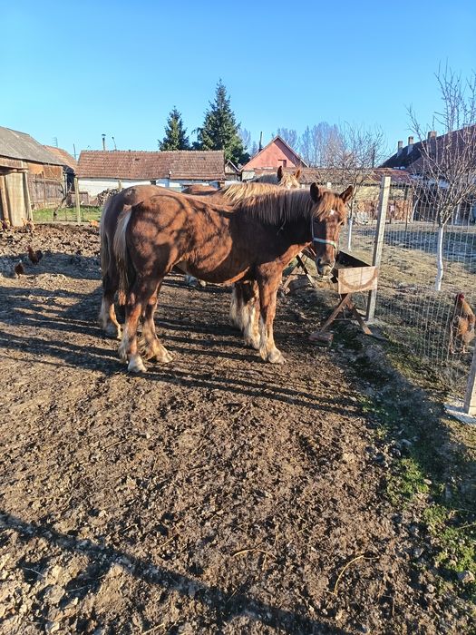 Vind minza de 11 luni