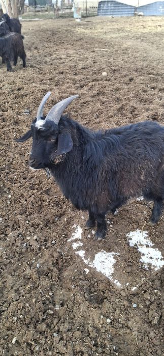 Текелер сатылады