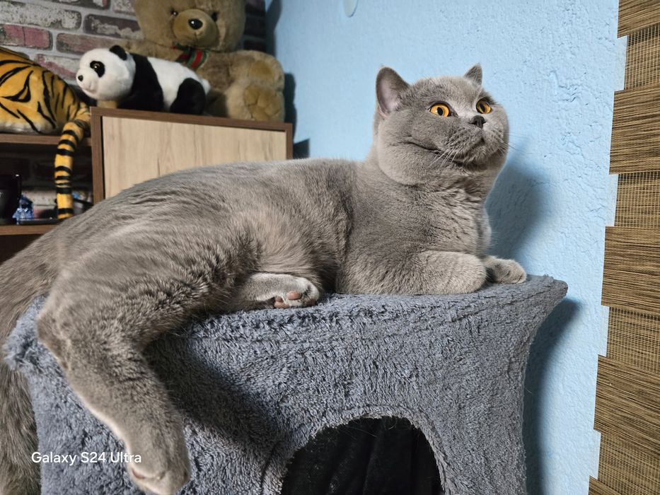 Чистокръвни британчета