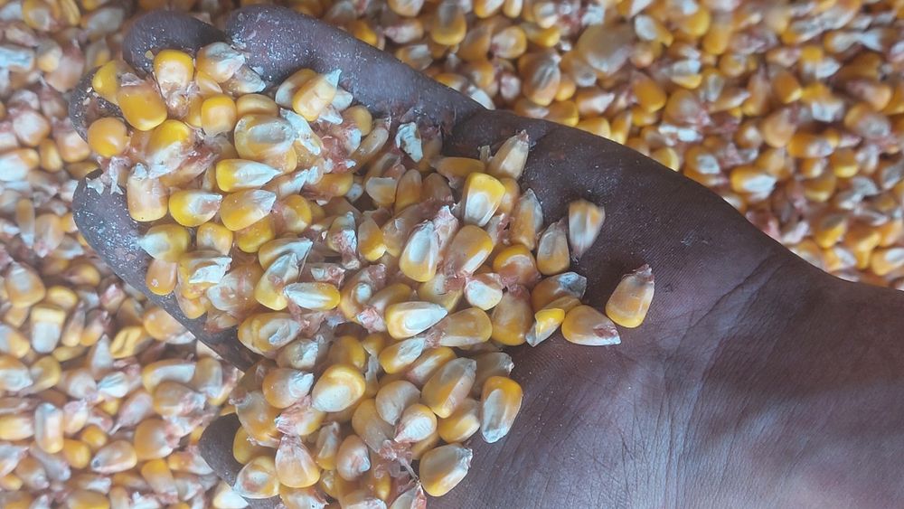 Продаётся  кукуруза