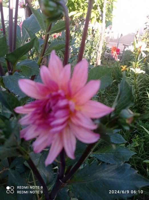 Россиядан келтирилган сортли гуллар бор сотувга