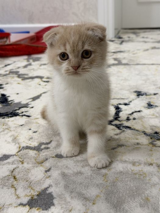 Скоттиш Фолд. Красивые окрас   .