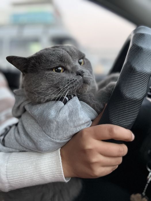 Britanskiy mushugimiz ayol mushuklarni uvhrashuvga chaqiradi