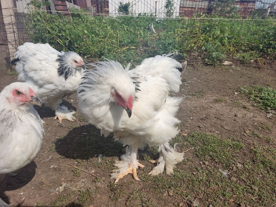 Продам цыплят брама белые