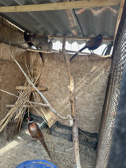 Продам двух фазанов