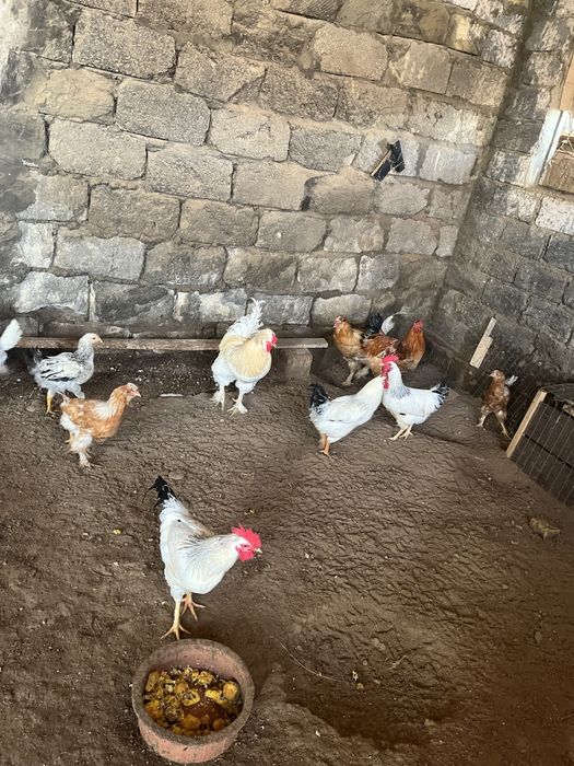 Тауыкктар сатылады