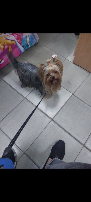 Щенки Мини Йорка