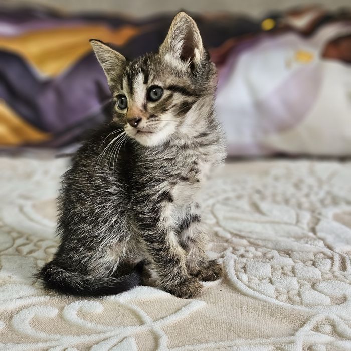 Котята в поисках дома ,  Ташкент !!!