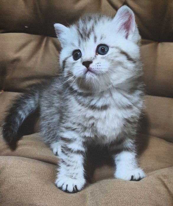 Серебристая шиншилла табби страйт котёноки