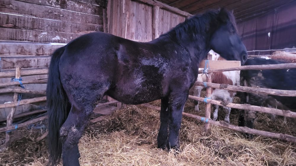 Vând cai/iepe/mânz