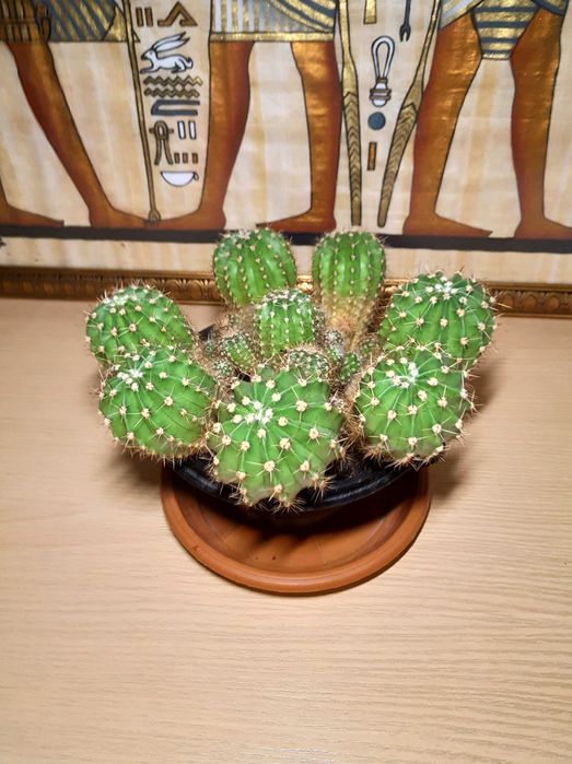 Бегония королевская.