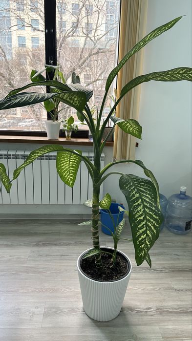 Продам комнатный цветок