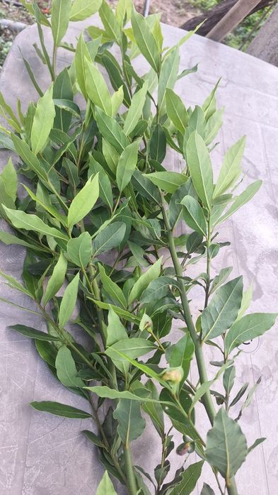 Пресен и сух Дафинов лист