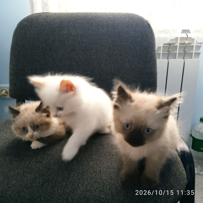 Отдадим котят к лотку приучины