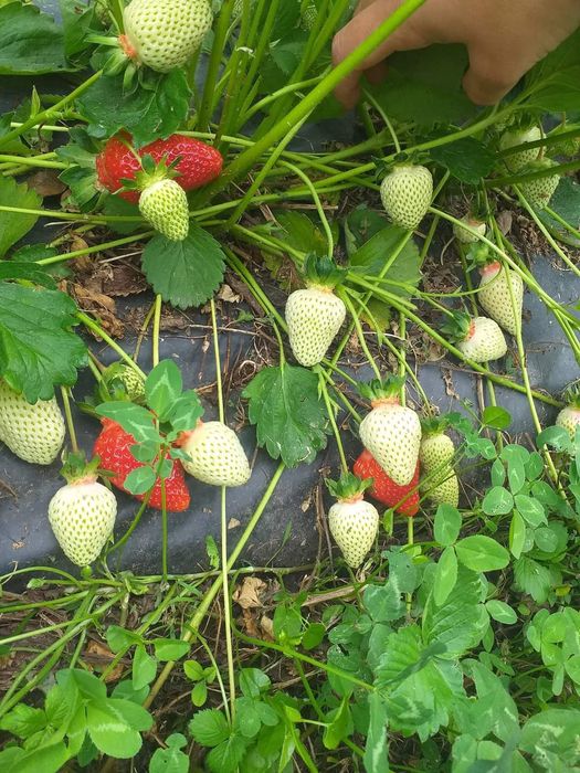 Разсад за ягоди само сега на промо цена 0.30 €