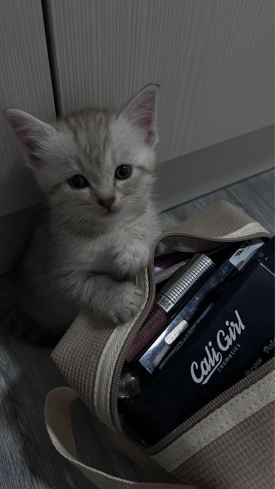 Продам котенка,домашний