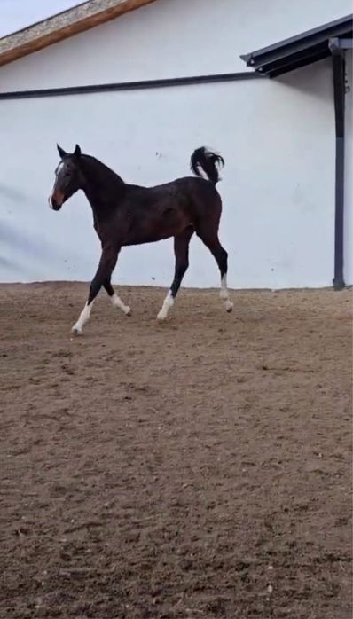 Продаются кобылка ахалтеке отьемыш