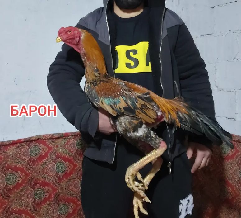 Молодой дакан петух на продаже