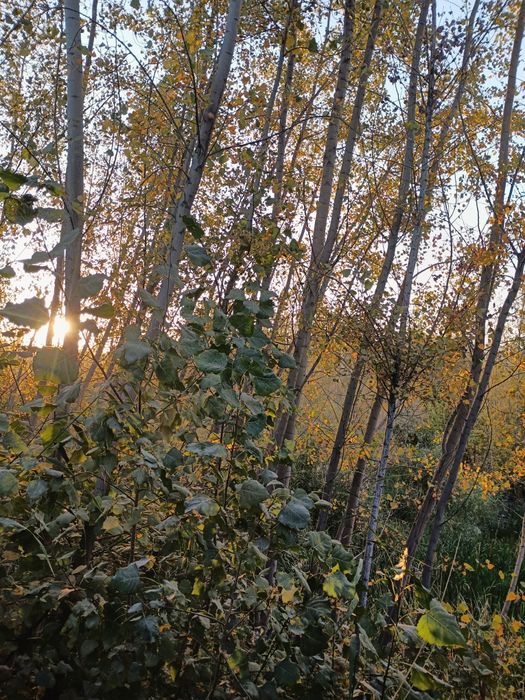 Srochni terak sotiladi