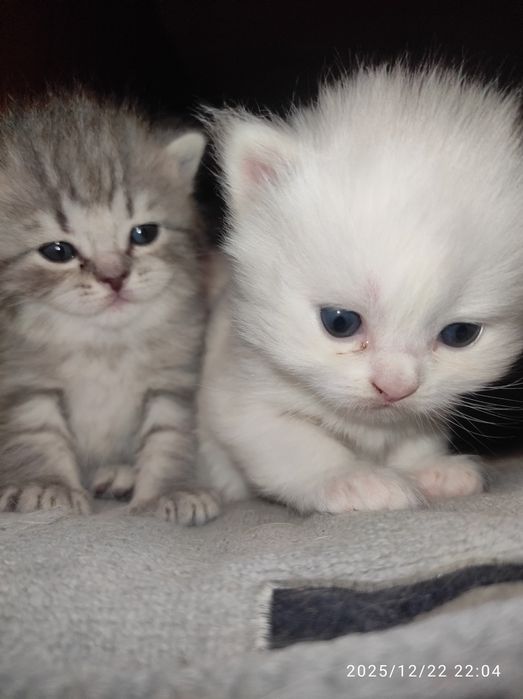 Котята Шотландские