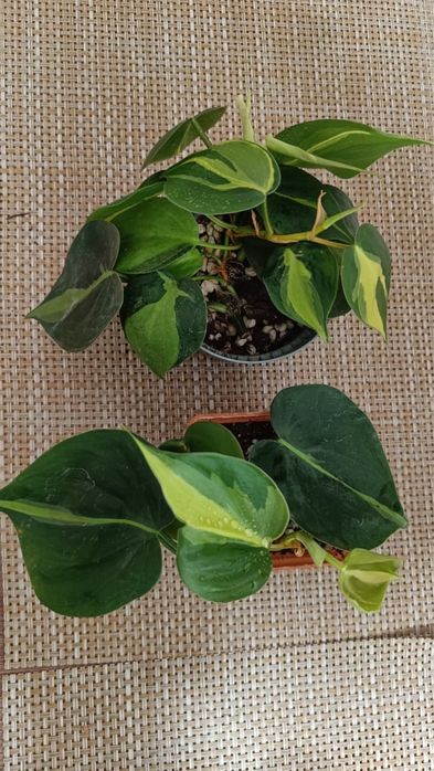 Сциндапсус  Лимон  Лайм, Филадендрон Бразил