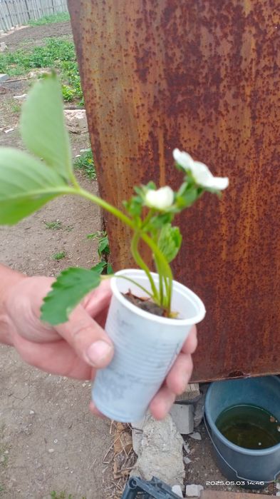 Клубника сорт "Елизавета -2".