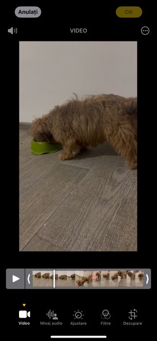 Pui de shihtzu varsta 3 luni pret 300 ron