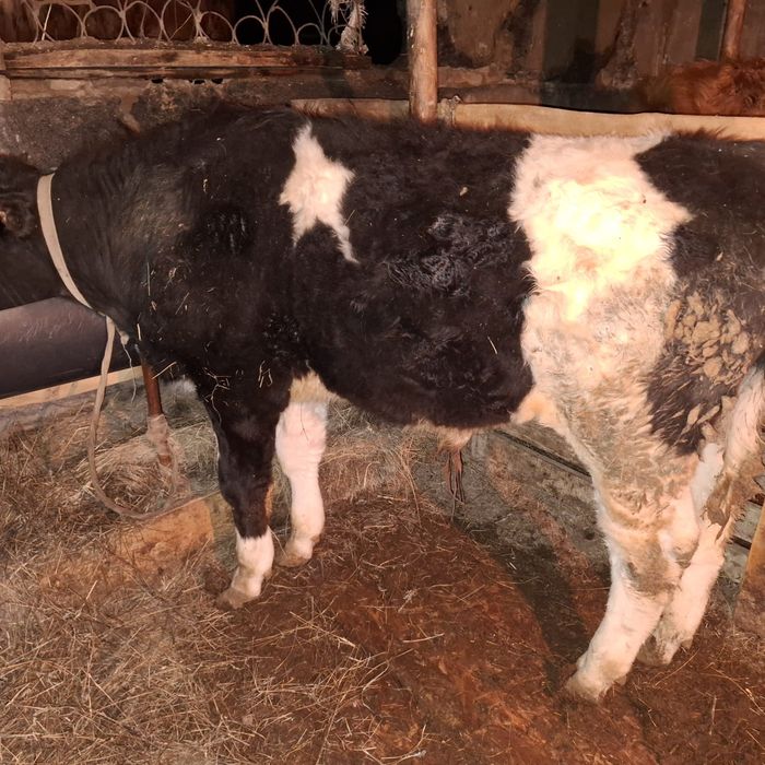 Бұқалар сатылады.