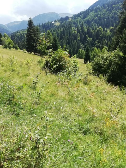 Vând teren intravilan Borsa Maramureș