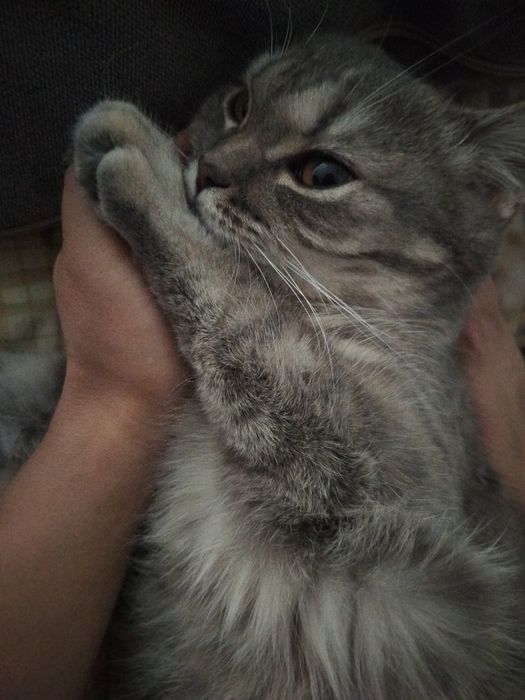 Британский котик