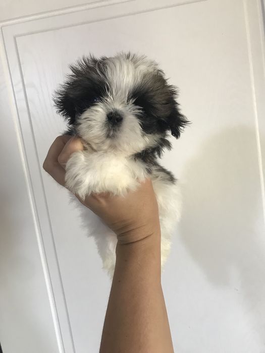 Лучшие Ши-тцу малыши