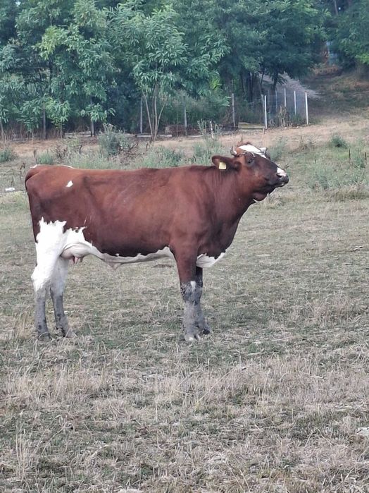 Vaca cu de vanzare