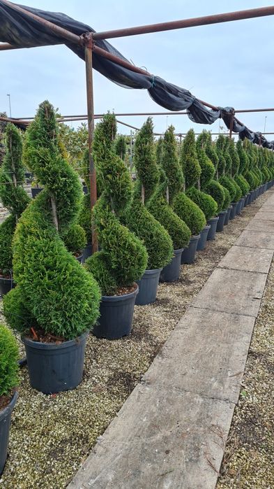 Palmier cycas spirală