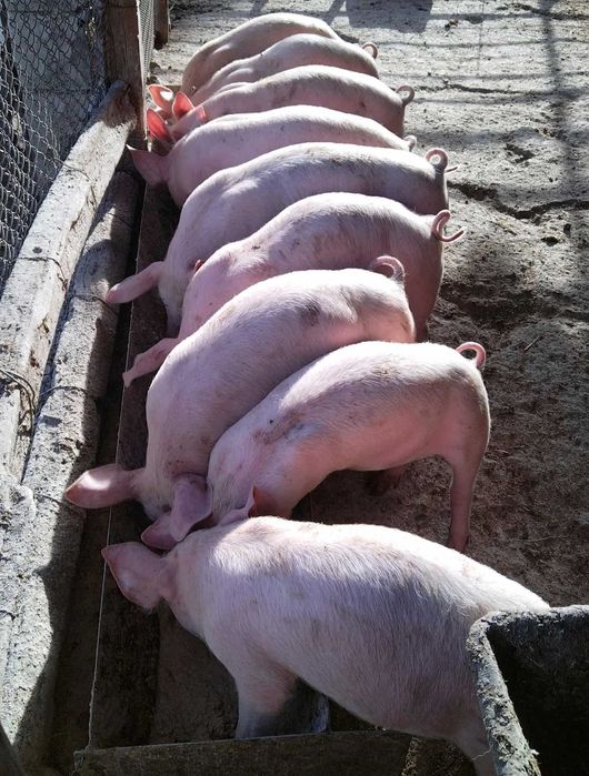 Свободни прасенца