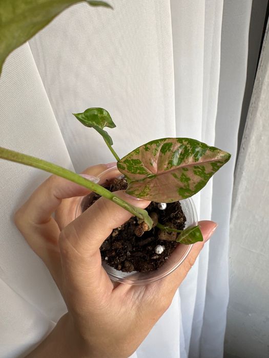 Сингониумы сортовые