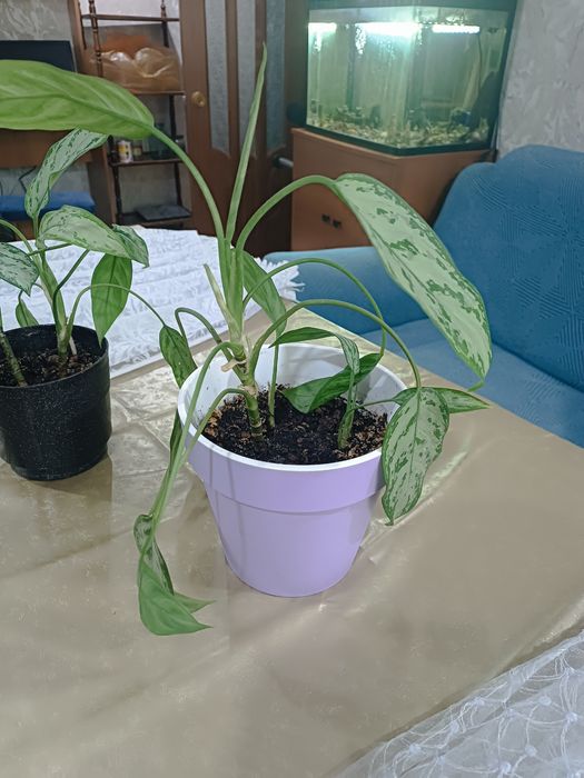Продам  комнатные цветы (аглонему)