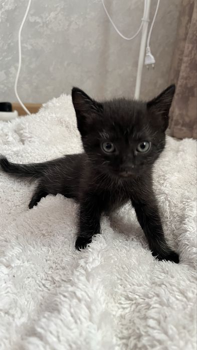 Отдам котят мальчиков