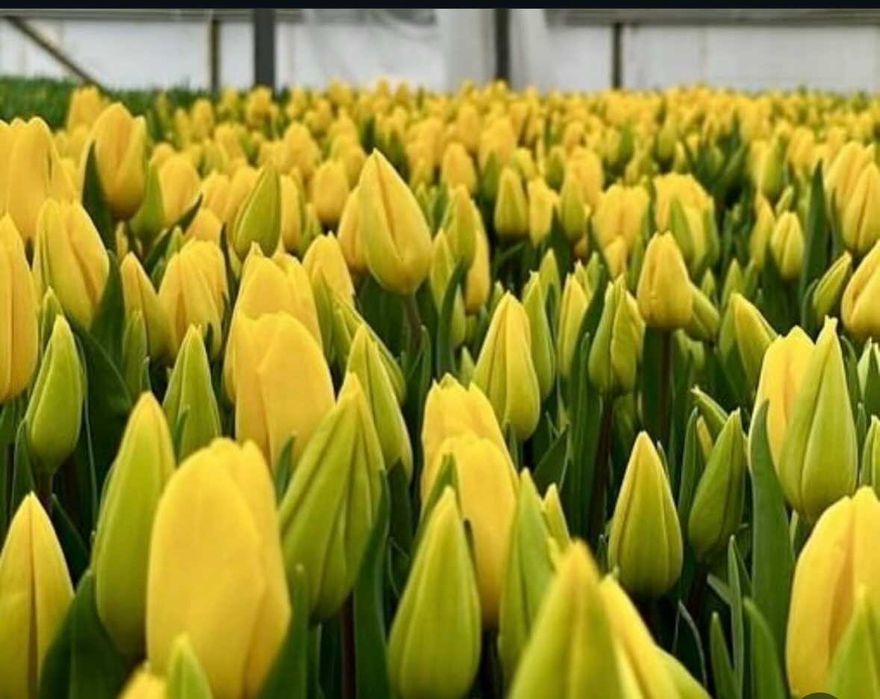 Тюльпаны на 8 марта - Астана