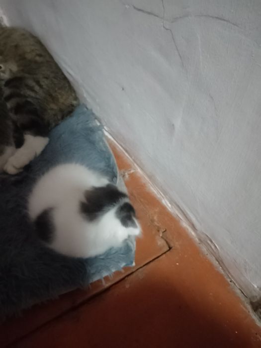 котята по 5000 теньге.