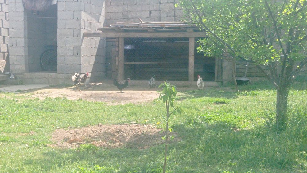 Японский куры карлик