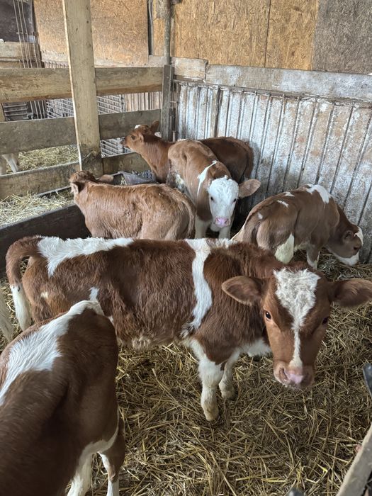 Taurasi si vitele de vanzare