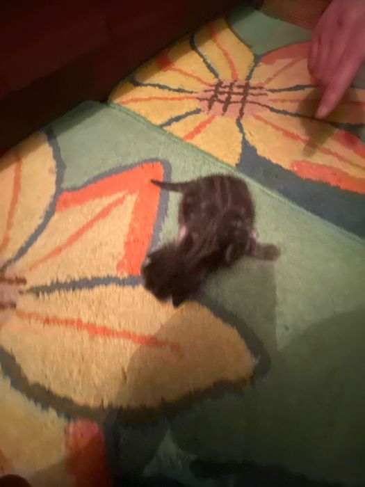 Продам котят вислоухие шотлпндцы