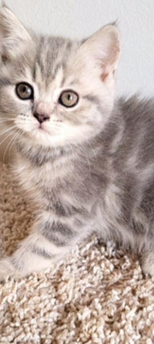 Скотиш страйт 1,5 месяцев .