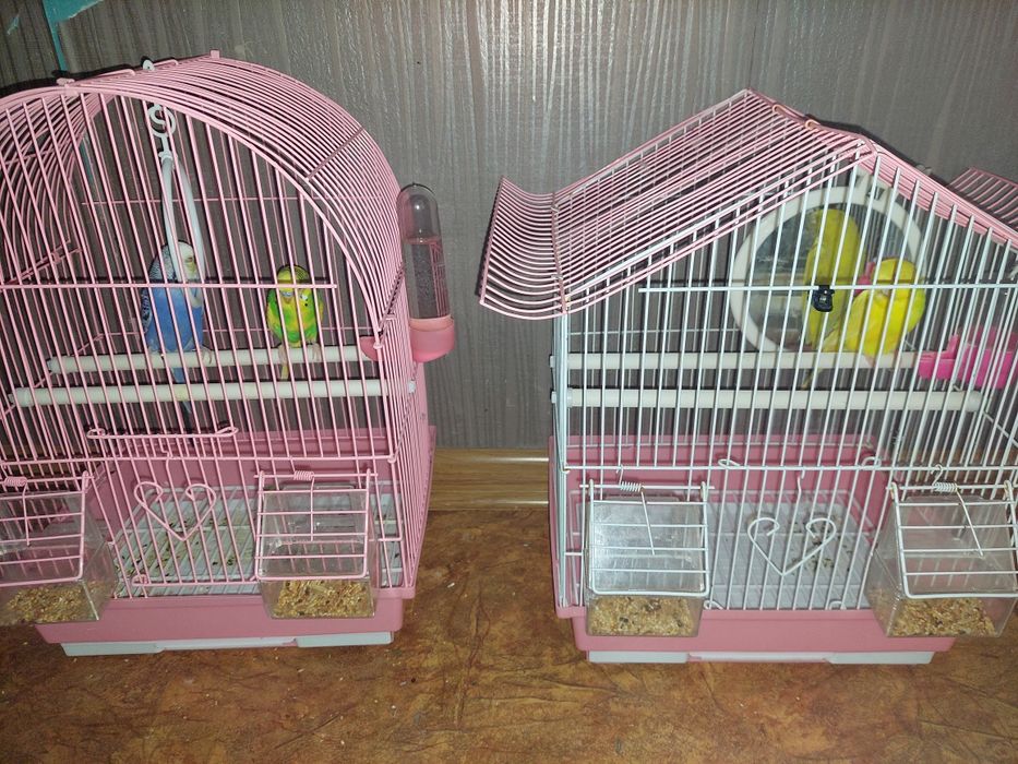 Продам папугайа.