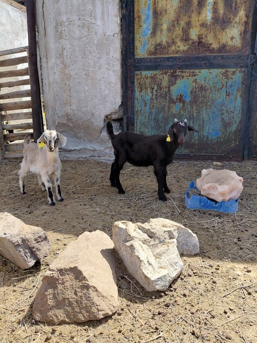 Лақтар сатылады Сүтті ешкінің лақтары.продаются козлики .