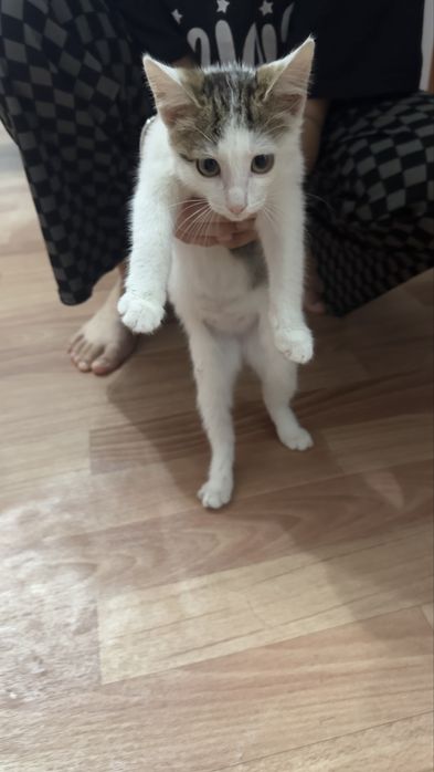 Отдам котенка девочка