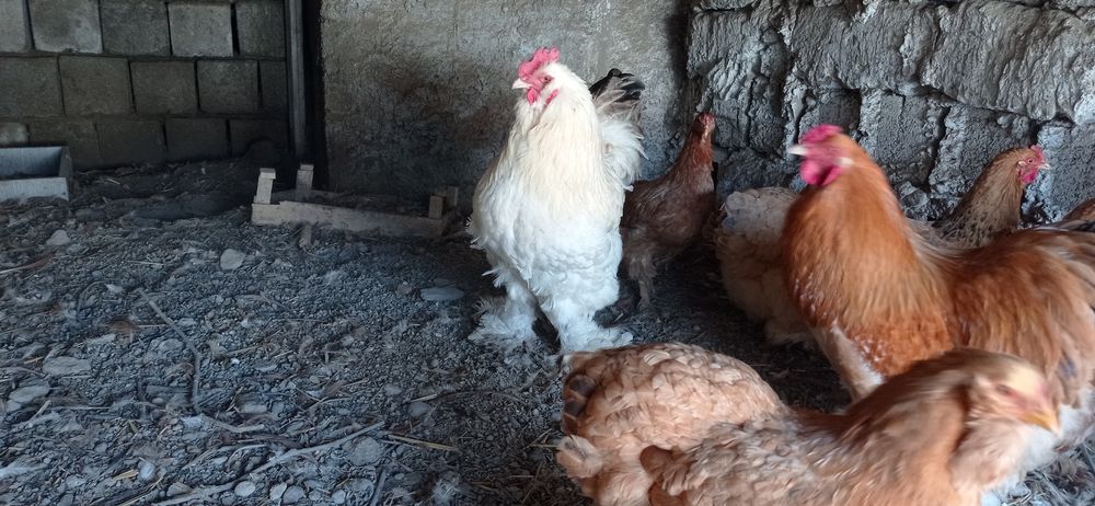 Продаются куры брама