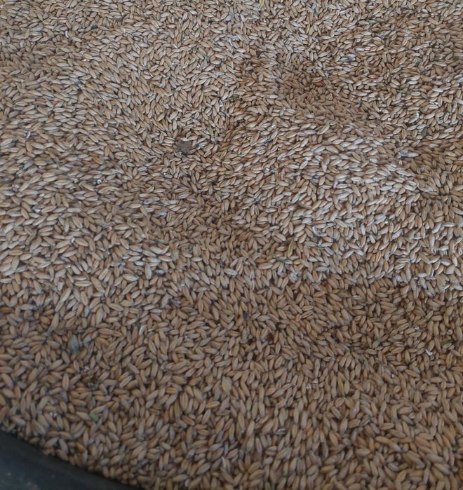 Vand triticale 1.30 kg